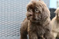 Poppy, a female Shih Tzu for sale in Bella Vista, AR – 4 of 7