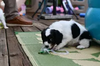 Winnie, a female Cavapoo for sale in Bella Vista, AR – 5 of 9