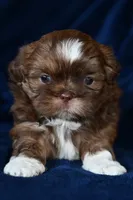 Boots, a male Shih Tzu for sale in Bella Vista, AR – 1 of 8