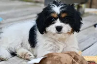 Charlie, a female Cavapoo for sale in Bella Vista, AR – 6 of 10