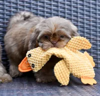 Teddy, a male Shih Tzu for sale in Bella Vista, AR – 3 of 8