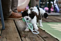 Lilly, a female Cavapoo for sale in Bella Vista, AR – 2 of 8