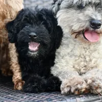 Sam, a male Poodle - Toy  for sale in Bella Vista, AR – 9 of 10