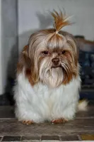 Gizmo, a male Shih Tzu for sale in Bella Vista, AR – 10 of 10