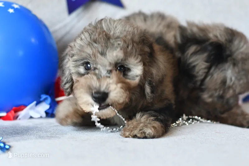 Izzy – Poodle - Toy  puppy for sale in Bella Vista, AR
