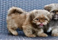 Teddy, a male Shih Tzu for sale in Bella Vista, AR – 8 of 8