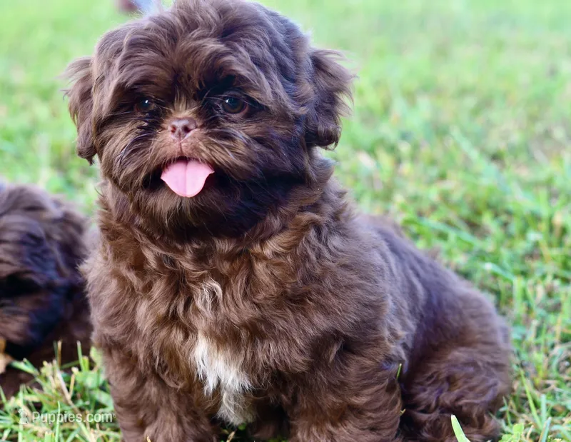 Cocoa  – Shih Tzu puppy for sale in Bella Vista, AR