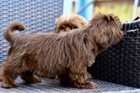 Poppy, a female Shih Tzu for sale in Bella Vista, AR – 5 of 7