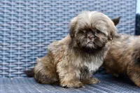 Peaches, a female Shih Tzu for sale in Bella Vista, AR – 3 of 5
