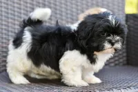 Jack, a male Shih Tzu for sale in Bella Vista, AR – 5 of 10
