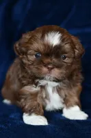 Boots, a male Shih Tzu for sale in Bella Vista, AR – 8 of 8