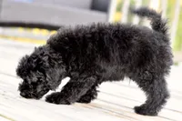 Sam, a male Poodle - Toy  for sale in Bella Vista, AR – 7 of 10