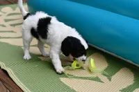 Winnie, a female Cavapoo for sale in Bella Vista, AR – 7 of 9