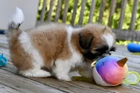 Gizmo, a male Shih Tzu for sale in Bella Vista, AR – 2 of 10