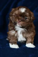 Boots, a male Shih Tzu for sale in Bella Vista, AR – 2 of 8