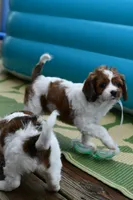 Ginger, a female Cavapoo for sale in Bella Vista, AR – 4 of 7