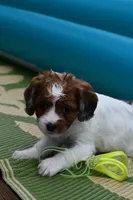 Ginger, a female Cavapoo for sale in Bella Vista, AR – 6 of 7