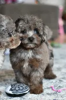 Penny, a female Poodle - Toy  for sale in Bella Vista, AR – 2 of 10
