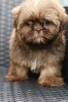 Peaches, a female Shih Tzu for sale in Bella Vista, AR – 5 of 5
