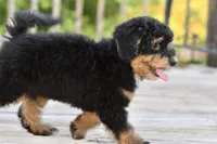 Milo, a male Poodle - Toy  for sale in Bella Vista, AR – 9 of 10