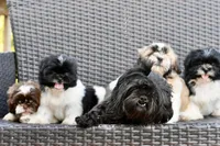 Jack, a male Shih Tzu for sale in Bella Vista, AR – 9 of 10