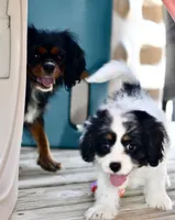 Sydney, a female Cavapoo for sale in Bella Vista, AR – 4 of 10