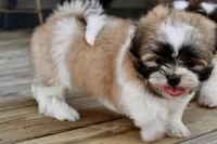 Gizmo, a male Shih Tzu for sale in Bella Vista, AR – 9 of 10