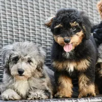 Milo, a male Poodle - Toy  for sale in Bella Vista, AR – 4 of 10