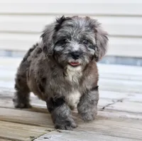 Luna, a female Cavapoo for sale in Bella Vista, AR – 4 of 10