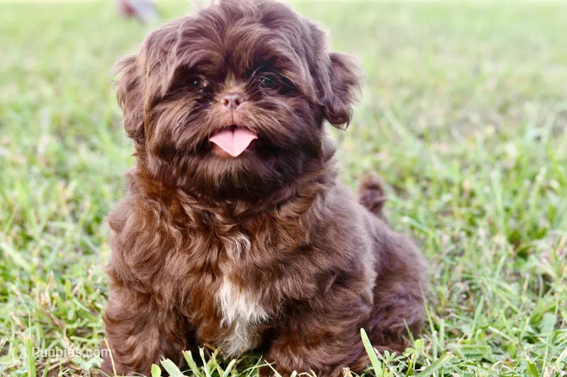 Cocoa  – Shih Tzu puppy for sale in Bella Vista, AR