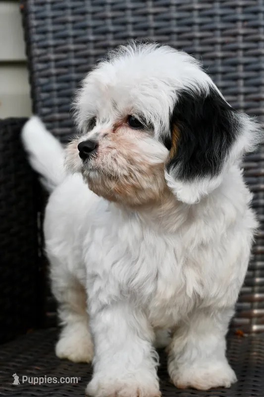 Bandit 3lbs – Cavapoo puppy for sale in Bella Vista, AR