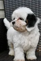 Bandit 3lbs, a male Cavapoo for sale in Bella Vista, AR – 1 of 10