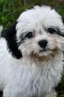 Bandit , a male Cavapoo for sale in Bella Vista, AR – 8 of 10