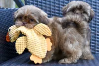 Teddy, a male Shih Tzu for sale in Bella Vista, AR – 5 of 8