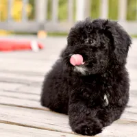 Sam, a male Poodle - Toy  for sale in Bella Vista, AR – 4 of 10