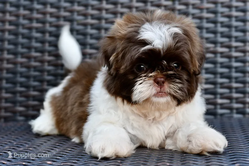 Lucy – Shih Tzu puppy for sale in Bella Vista, AR