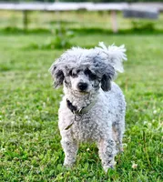 Izzy, a female Poodle - Toy  for sale in Bella Vista, AR – 9 of 10