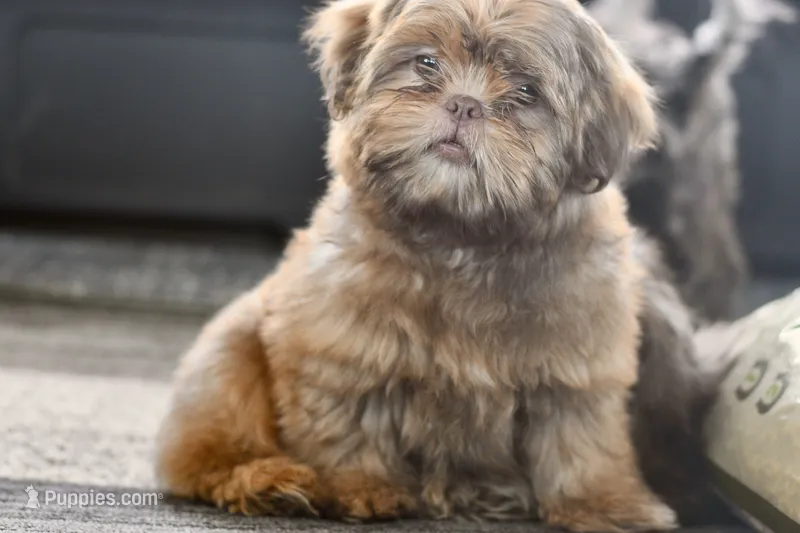 Teddy – Shih Tzu puppy for sale in Bella Vista, AR