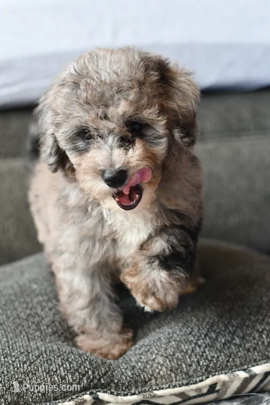 Izzy – Poodle - Toy  puppy for sale in Bella Vista, AR