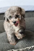 Izzy, a female Poodle - Toy  for sale in Bella Vista, AR – 2 of 10