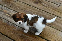 Penny, a female Cavapoo for sale in Bella Vista, AR – 8 of 9
