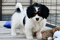Charlie, a female Cavapoo for sale in Bella Vista, AR – 2 of 10