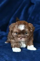 Boots, a male Shih Tzu for sale in Bella Vista, AR – 5 of 8