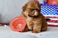 Rosey , a female Shih Tzu for sale in Bella Vista, AR – 4 of 4