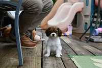 Penny, a female Cavapoo for sale in Bella Vista, AR – 2 of 9