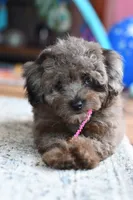 Penny, a female Poodle - Toy  for sale in Bella Vista, AR – 1 of 10