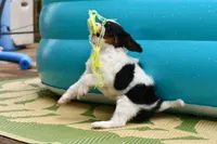 Winnie, a female Cavapoo for sale in Bella Vista, AR – 6 of 9