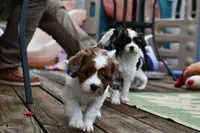 Ginger, a female Cavapoo for sale in Bella Vista, AR – 3 of 7