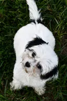 Bandit , a male Cavapoo for sale in Bella Vista, AR – 10 of 10