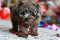 Penny, a female Poodle - Toy  for sale in Bella Vista, AR – 6 of 10